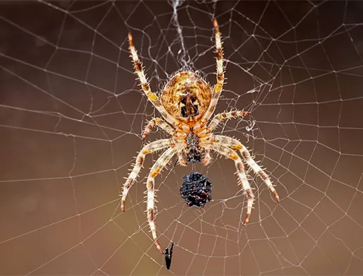 Dedetização de Aranhas em Cotia