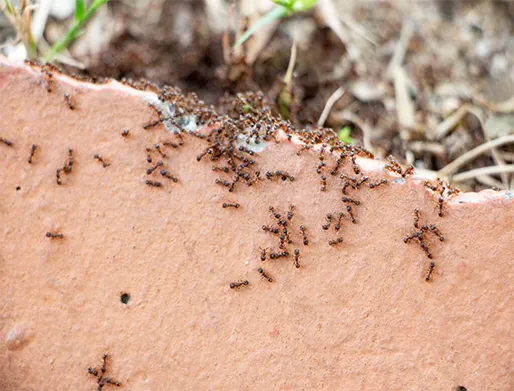 Dedetização de Formigas em Carapicuíba