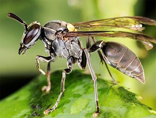 Dedetização de Marimbondos em Hortolândia