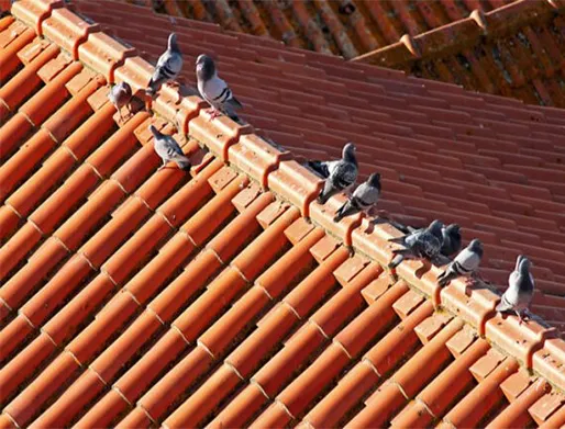 Dedetização de Pombos em Ribeirão Pires